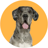 Dog with a pink tongue on a yellow circle background-Great Dane