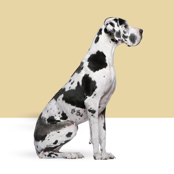 Great Dane