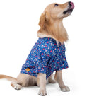 Golden retriever in blue floral shirt by zigly, pet fashion for dogs