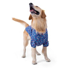 Golden retriever wearing a blue floral shirt, zigly pet clothing, on white background