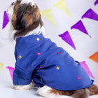 Zigly small dog in blue shirt with colorful dots, festive backdrop, pet apparel