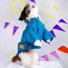 Shih Tzu dog in blue embroidered coat by Zigly standing on hind legs, festive background