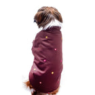 Small dog wearing maroon sequin jacket, Zigly pet apparel on white background