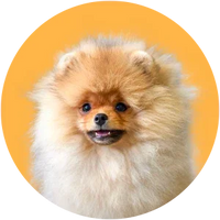 Small dog with a fluffy coat on a yellow background-Indian Spitz
