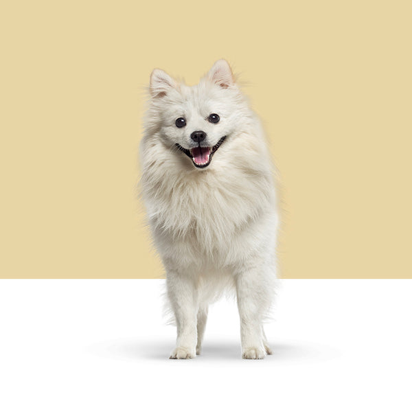 Indian Spitz