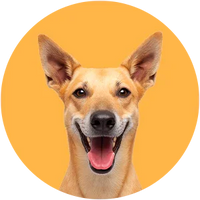 Happy dog with a yellow circle background-indie