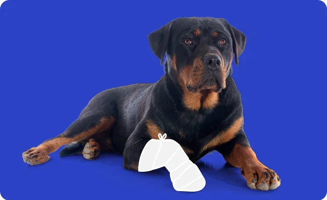 Rottweiler lying on a blue background with a white dog toy- Joint Pain