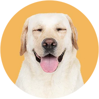 White dog with a pink tongue on a yellow background