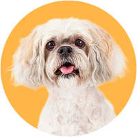 White dog with a pink tongue on a yellow background-Lhasa Apso Breed