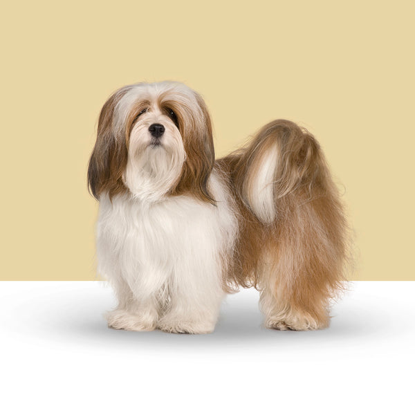 Lhasa Apso