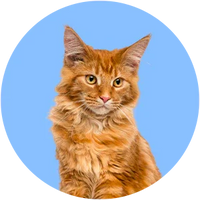 Maine Coon cat on a blue background