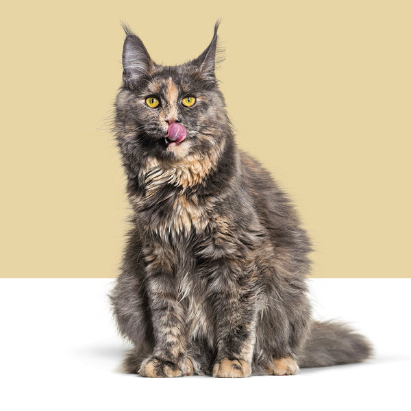 Maine Coon