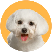 White dog with a happy expression on a yellow background-Maltese