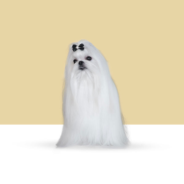 Maltese