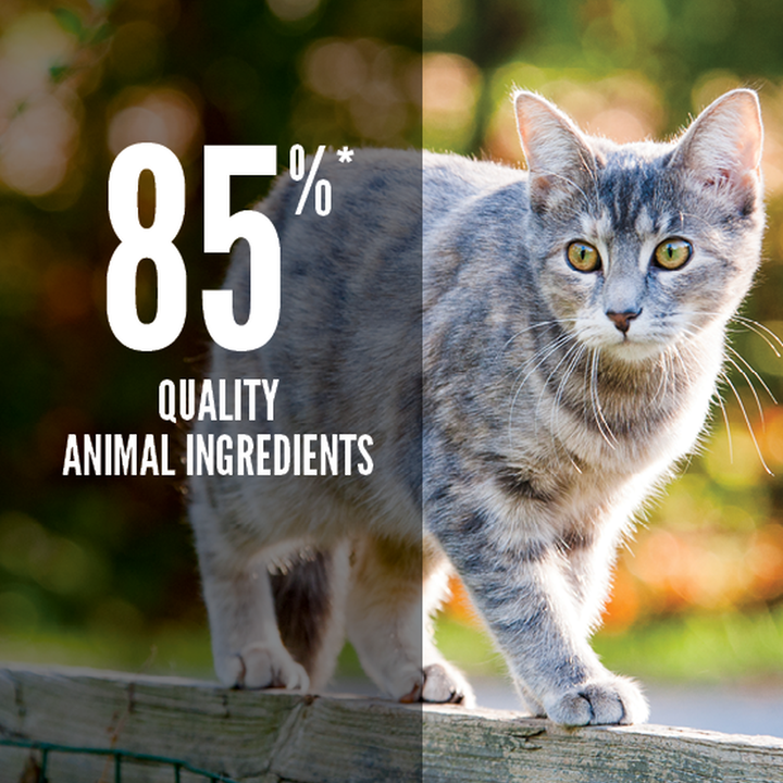 Orijen Original Dry Cat Food - All Life Stages-17kg