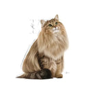 Royal Canin Digest Sensitive Wet Cat Food - All Breed Adult - 85g - Zigly