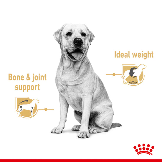 royal-canin-labrador-retriever-adult-wet-dog-food-140g