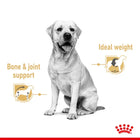 Royal Canin Labrador Retriever Adult Wet Dog Food - 140g - Zigly
