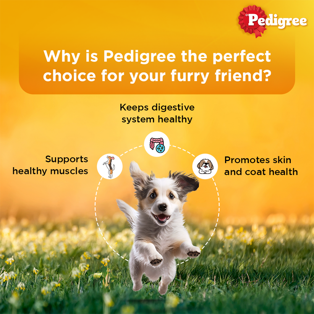 Pedigree Lamb Flavour Chunks in Gravy Puppy Wet Dog Food - 70g