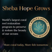 Sheba Deluxe Succulent Chicken Breast In Gravy Premium Canned Wet Cat Food - All Breed Adult - 85g