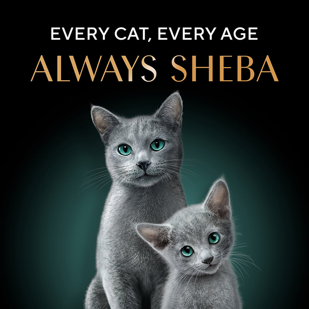 Sheba Rich Fish with Dry Bonito Flake Premium Wet Cat Food - All Breed Adult - 35g