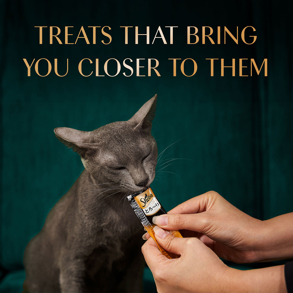 Sheba Maguro Selection Tuna & Prawn Flavour Cat Meaty Treat - 48 gm