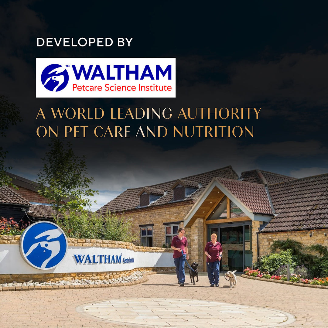 Sheba Maguro Selection Tuna & Prawn Flavour Cat Meaty Treat - 48 gm