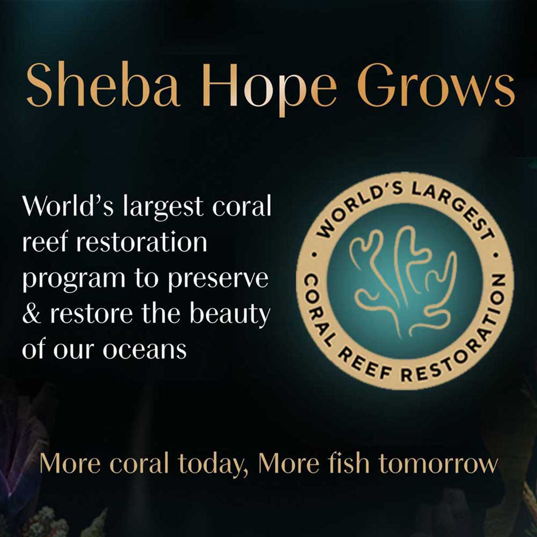 Sheba Rich Premium Chicken Loaf Fine Wet Cat Food - All Breed Adult (+1 Year) - 70g