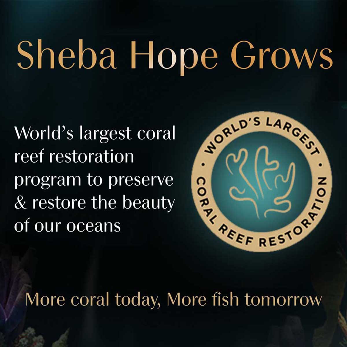 Sheba Rich Premium Chicken With Tuna In Gravy Fine Wet Cat Food - All Breed Adult (+1 Year) - 70g