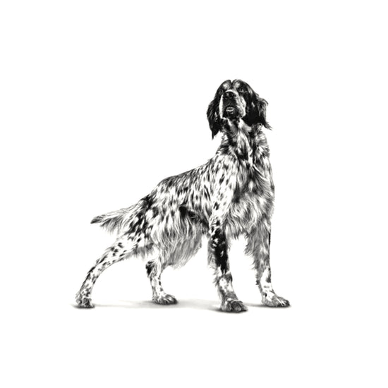 Royal Canin Renal Pellet Dry Dog Food - All Breed Adult