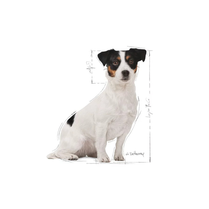 Royal Canin Mini Adult 8+ Dry Dog Food - 2kg