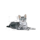 Royal Canin Indoor 7+ Years Dry Cat Food - All Breed Adult - 3.5kg - Zigly