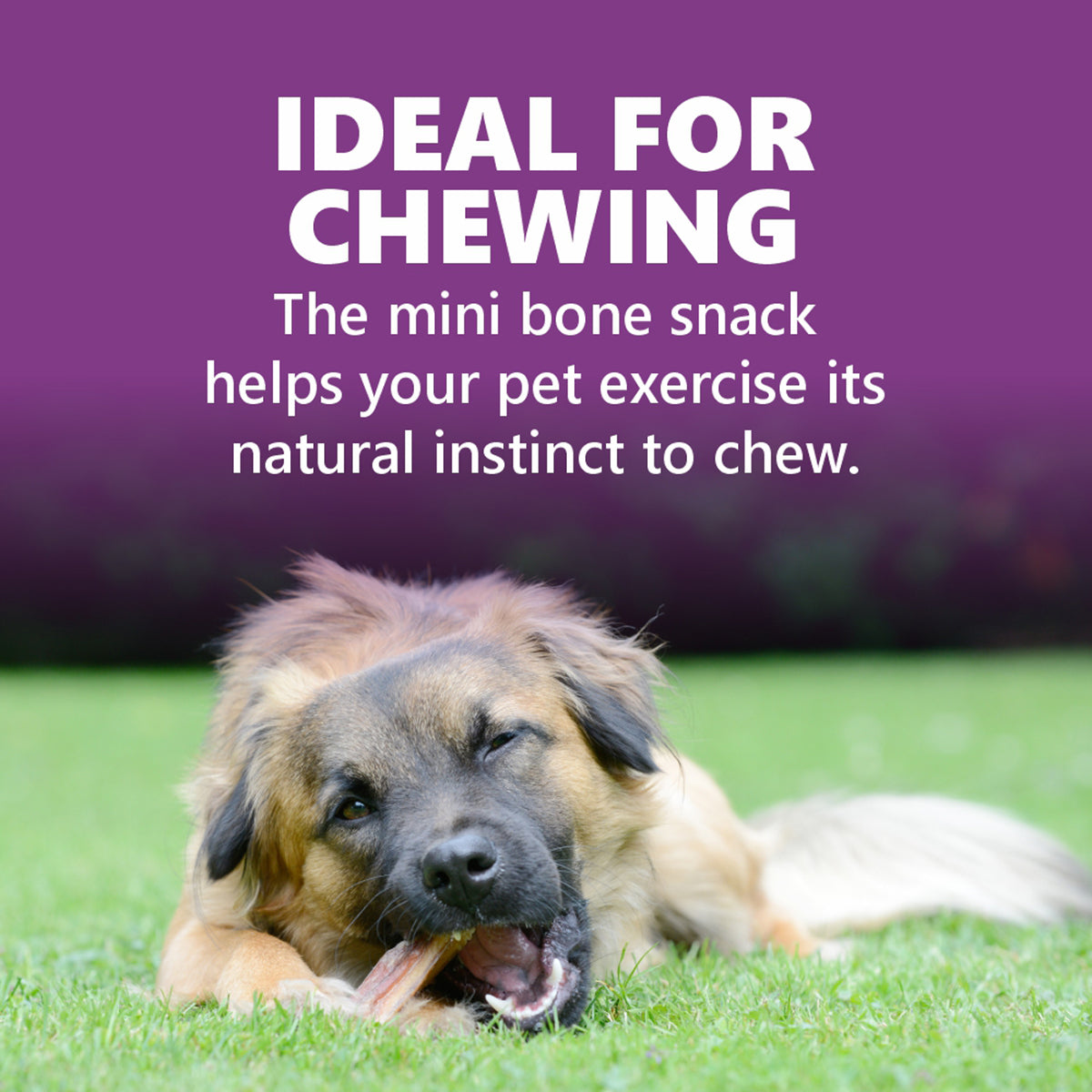 Gnawlers Puppy Snack Mini Bone Assorted Flavor Puppy Treat - 250g