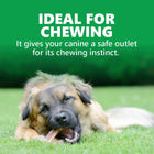 Goodies Energy Treats Chlorophyll Flavour Dog Dental Treat - 500g - Zigly