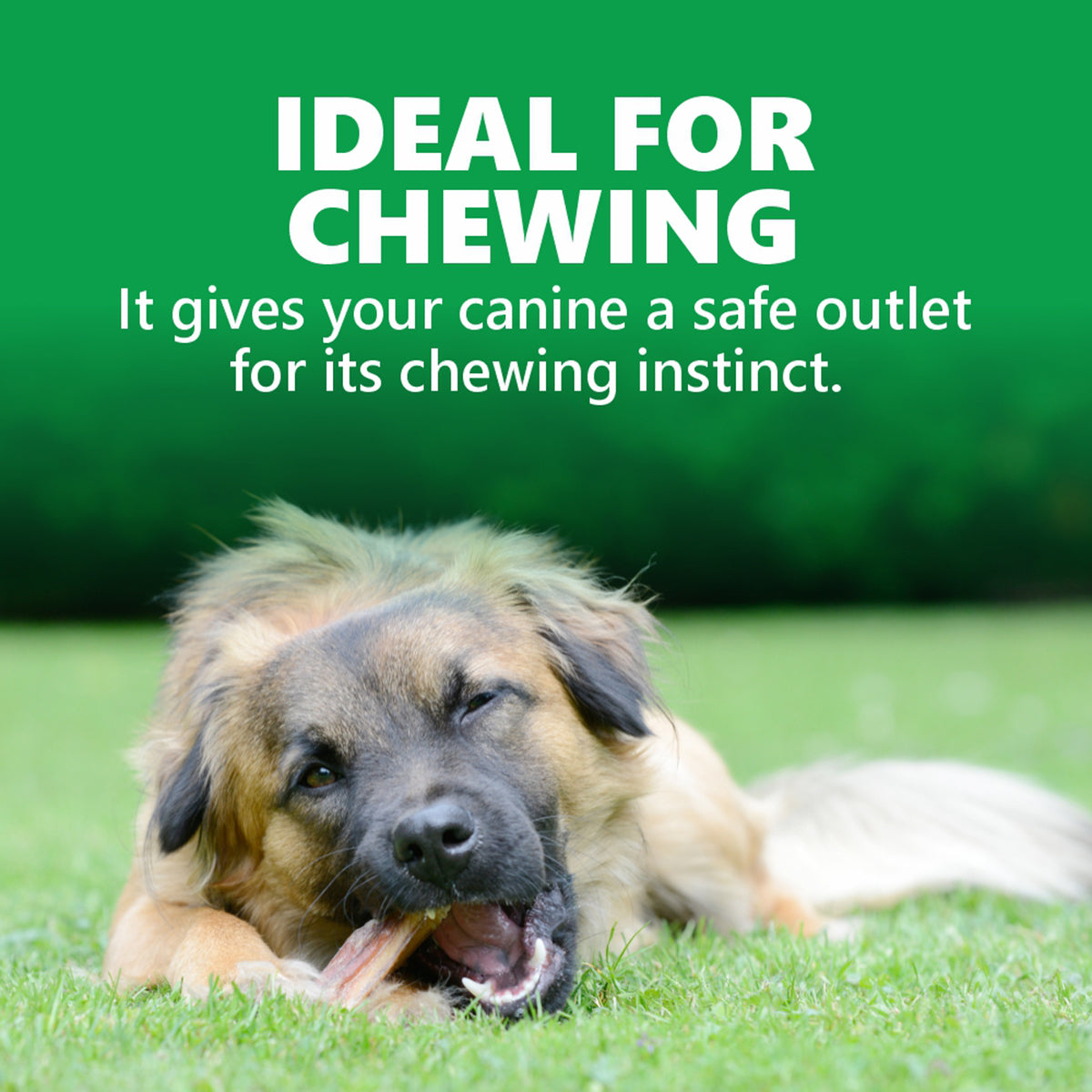 Goodies Energy Treats Chlorophyll Flavour Dog Dental Treat - 500g