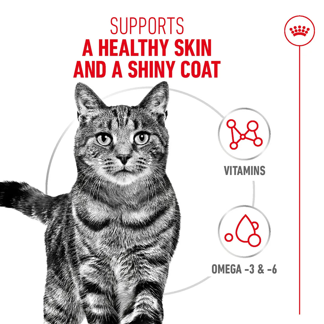 Royal Canin cat food for healthy skin and shiny coat with vitamins and omega 3 & 6 at zigly