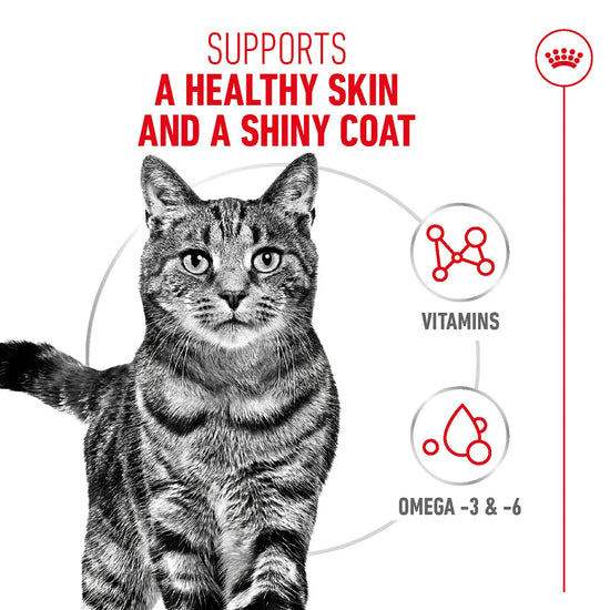 Royal Canin cat food for healthy skin and shiny coat with vitamins and omega 3 & 6 at zigly
