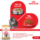 Royal Canin Persian Kitten Dry Cat Food