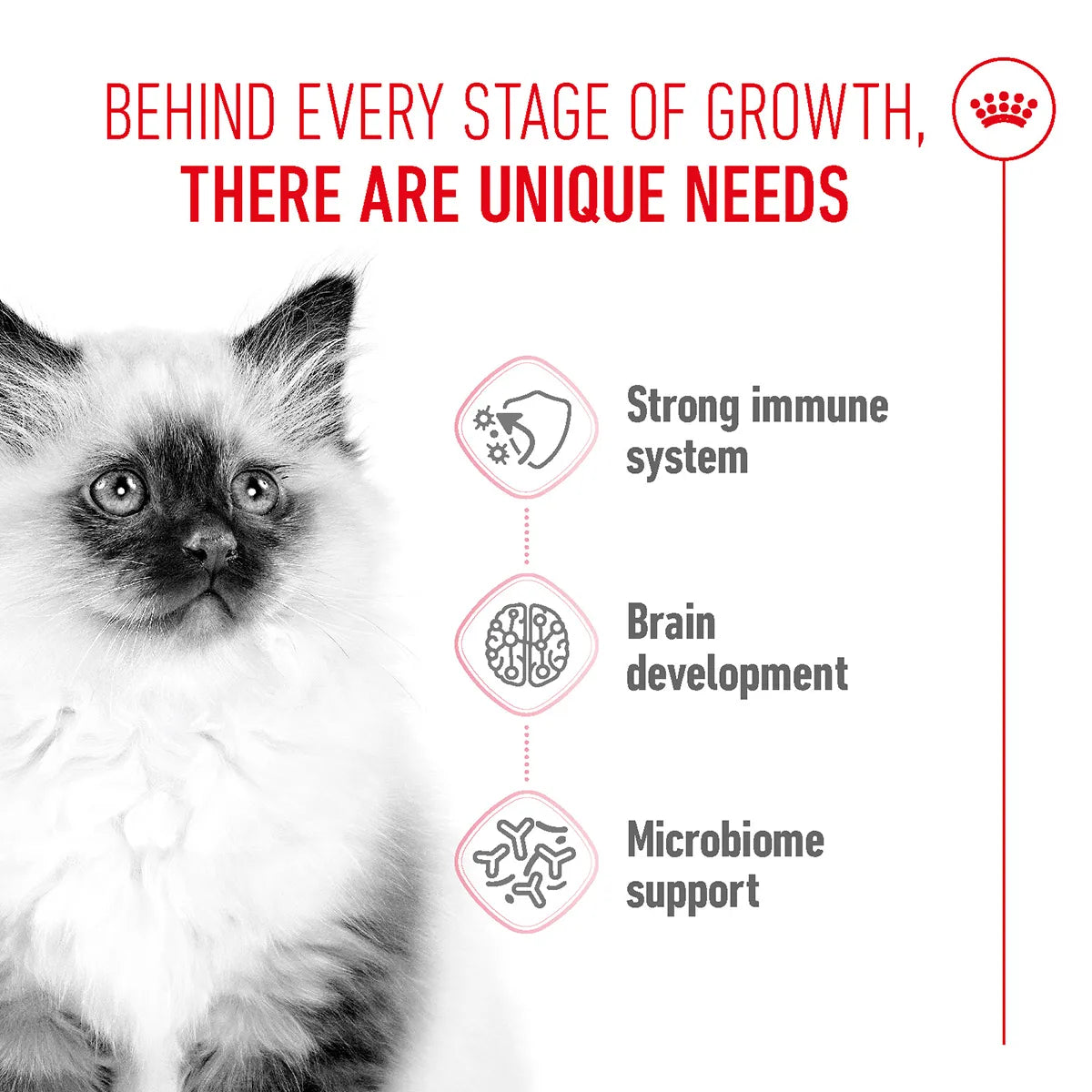 Royal Canin kitten food benefits for immune system, brain, and microbiome support from zigly