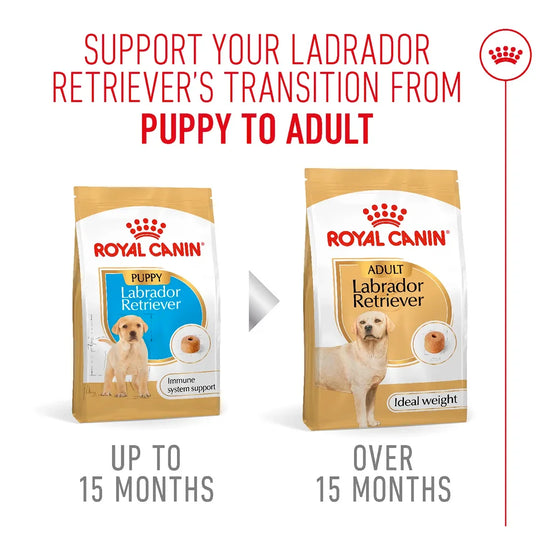 Royal Canin Labrador Retriever puppy and adult dog food transition guide from zigly