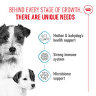 Royal Canin Mini Starter Mother & Babydog Dry Dog Food