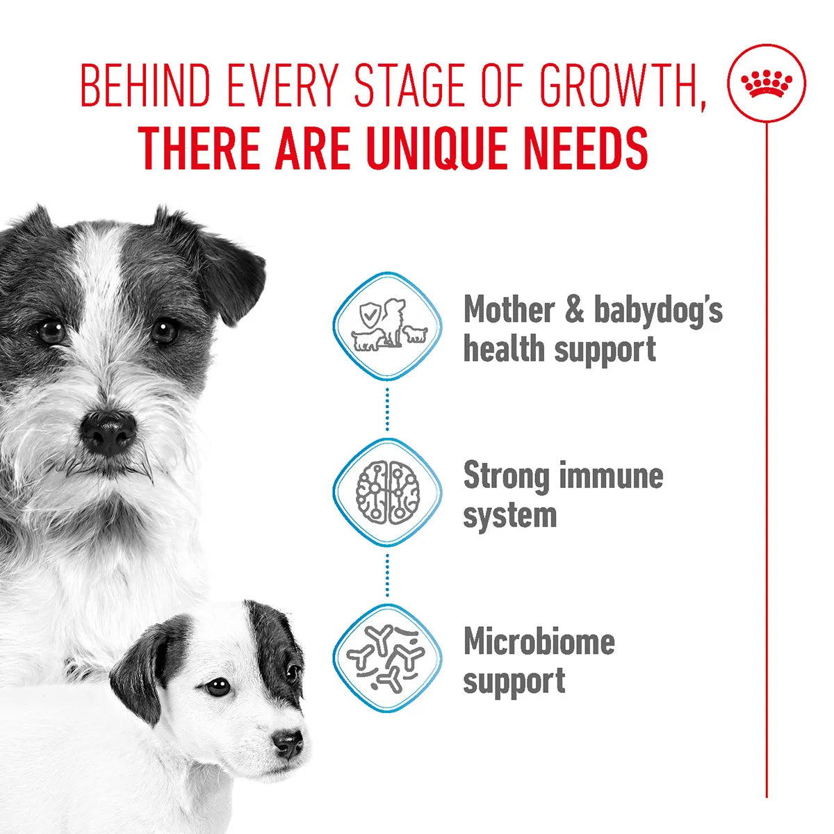 Royal Canin Mini Starter Mother & Babydog Dry Dog Food