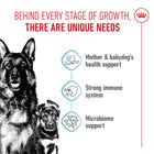 Royal Canin Maxi Starter for mother and babydog health, immune, and microbiome support via Zigly