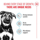 Royal Canin Maxi Puppy food benefits for immune system, brain, and microbiome at zigly
