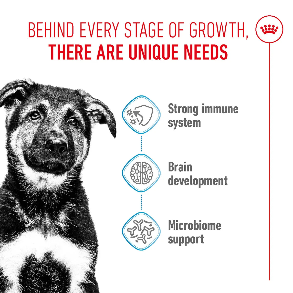 Royal Canin Maxi Puppy food benefits for immune system, brain, and microbiome at zigly