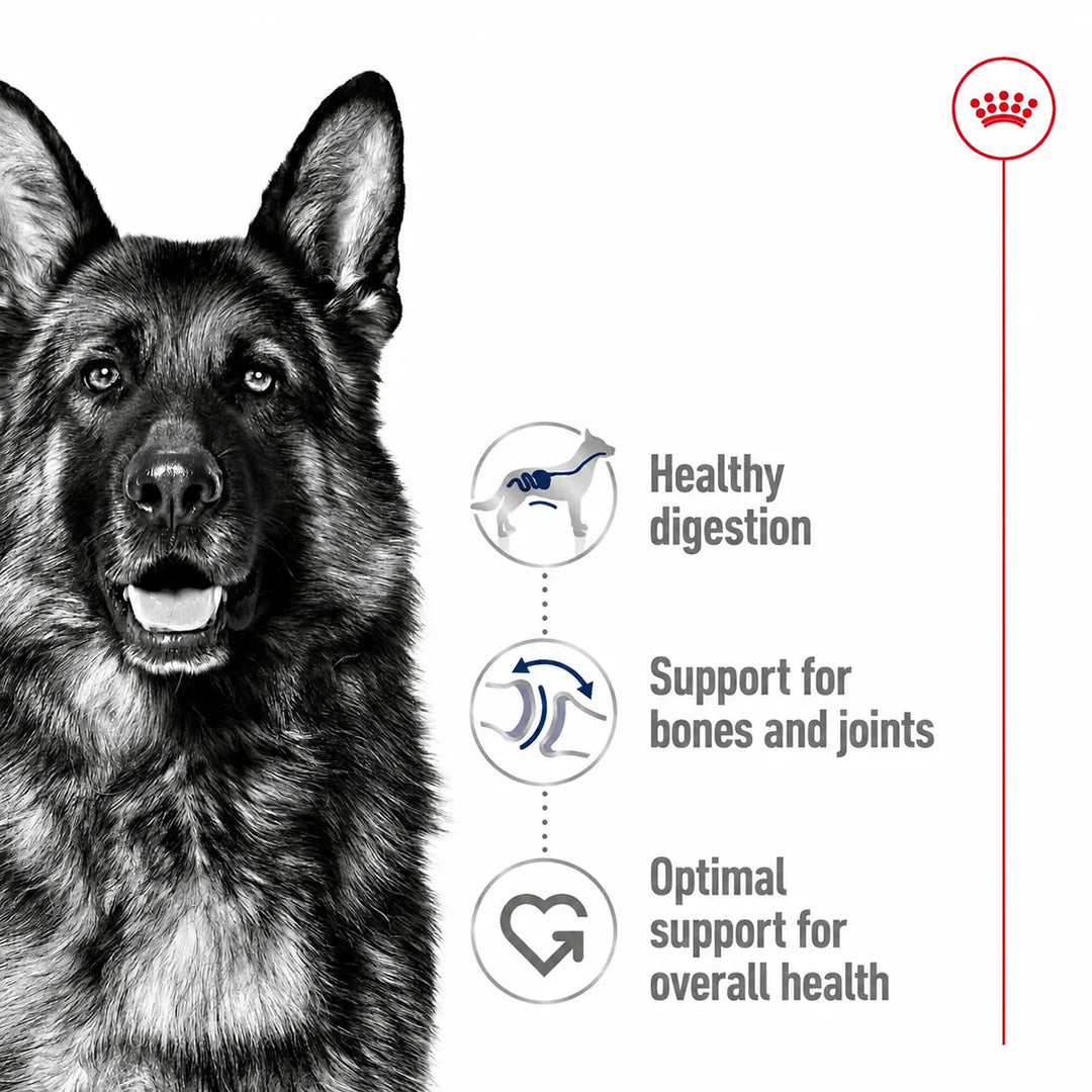 Royal Canin Maxi Adult dog food benefits for digestion, joints and overall health at Zigly