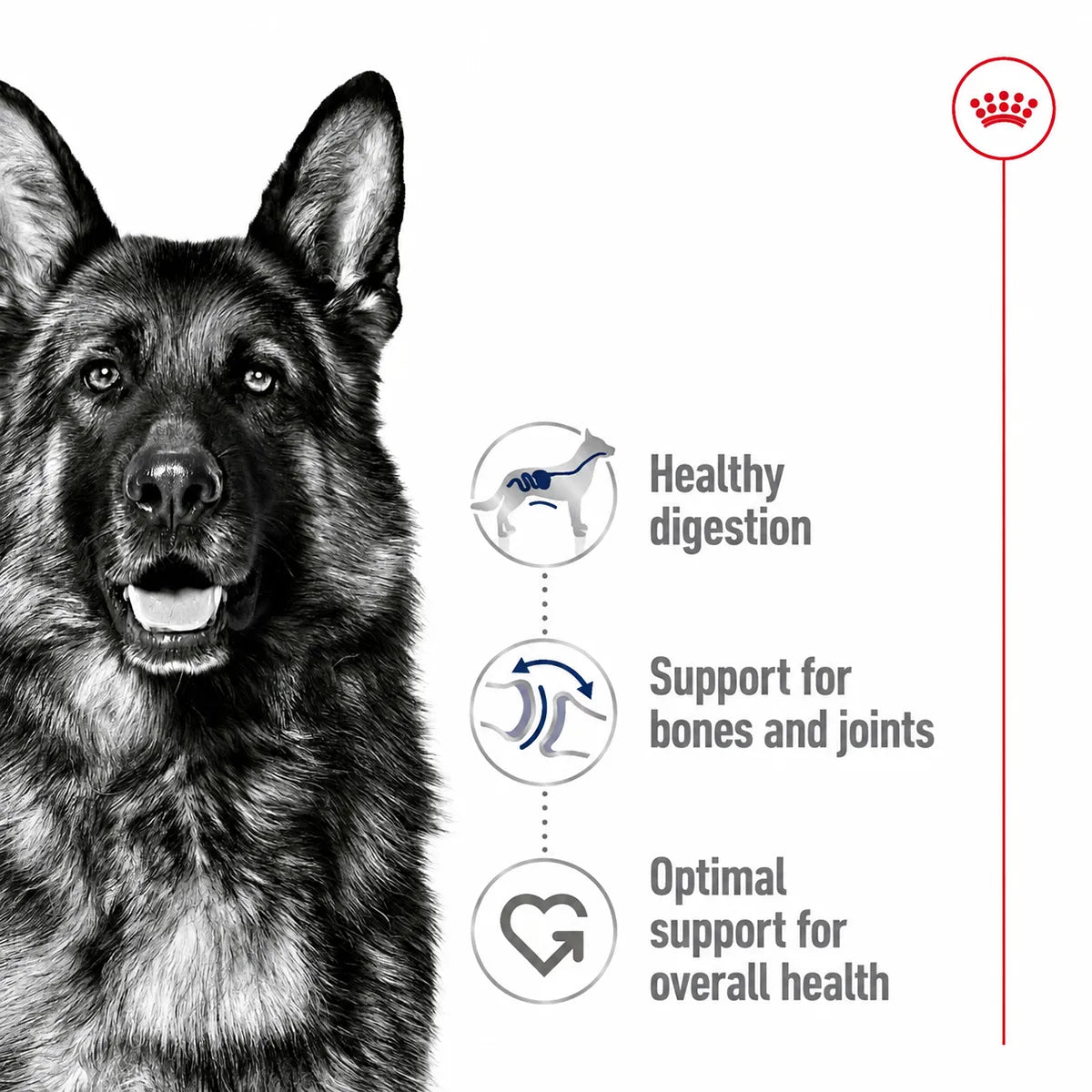 Royal Canin Maxi Adult dog food benefits for digestion, joints and overall health at Zigly