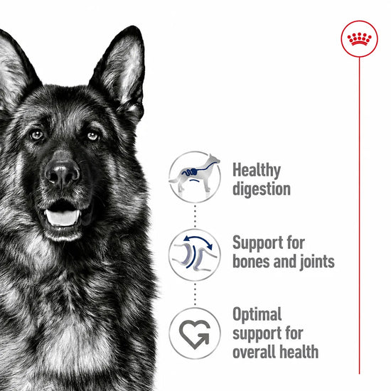 Royal Canin Maxi Adult dog food benefits for digestion, joints and overall health at Zigly