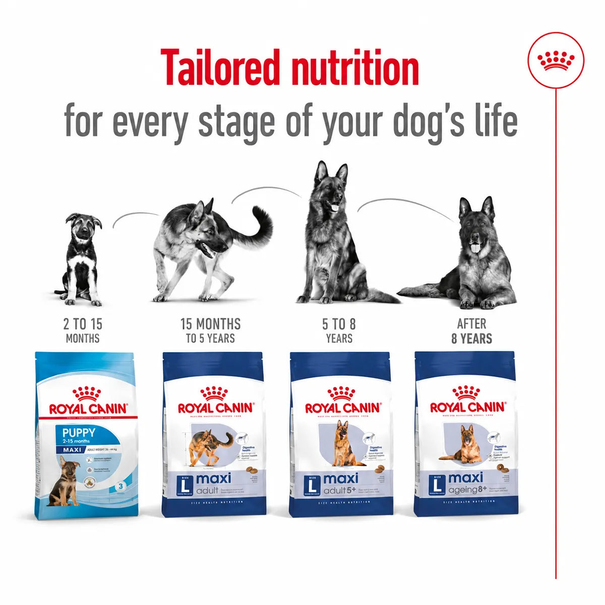 Royal Canin Maxi dog food range for various life stages available at zigly