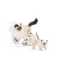 Royal Canin Mother & Babycat Dry Cat Food - All Breed
